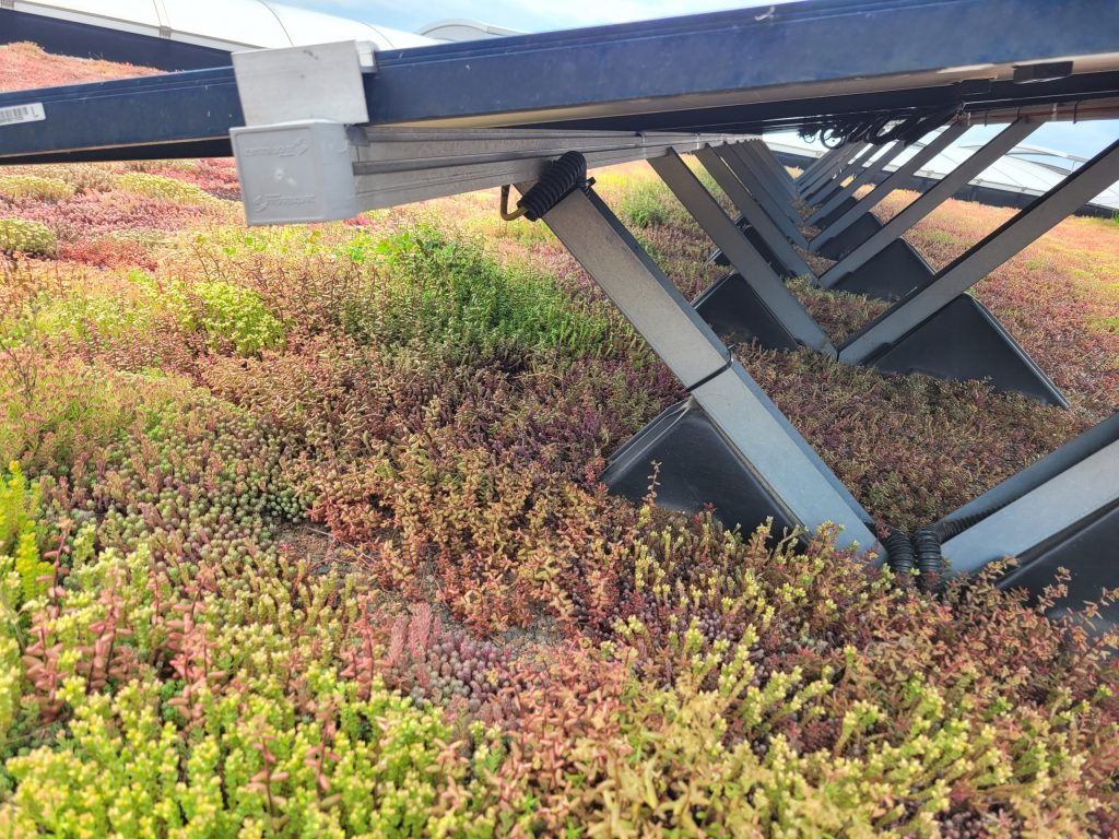 Dach biosolarny na obiekcie biurowo-magazynowym