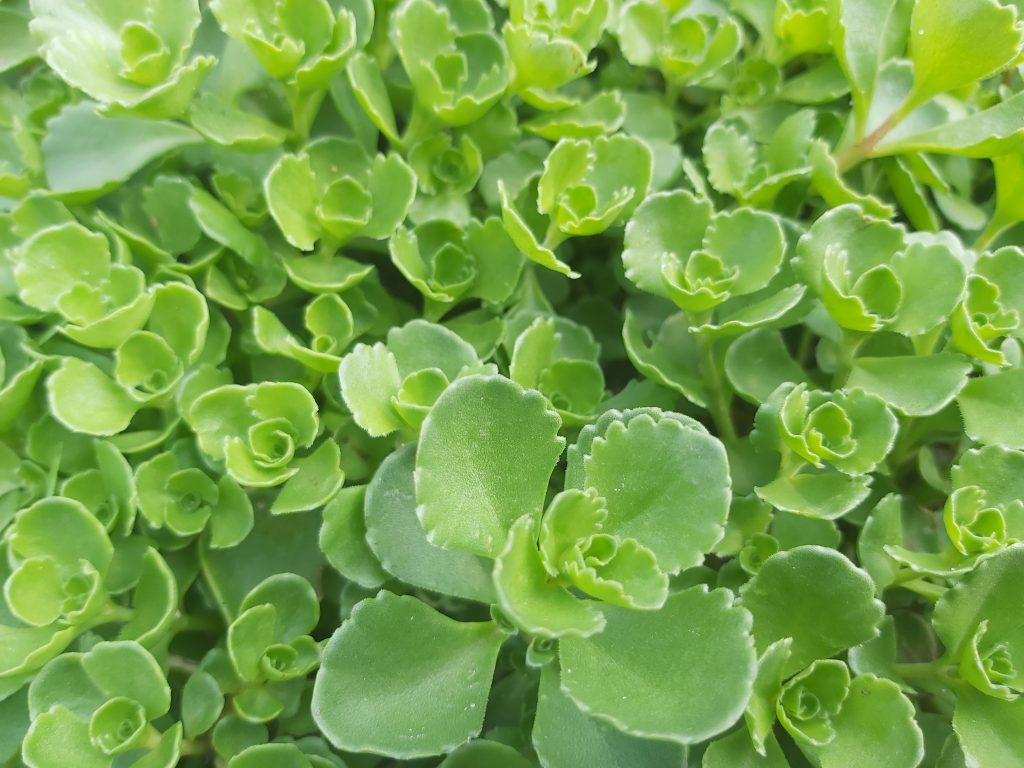 sadzonki rozchodnik&oacute;w na dach zielony